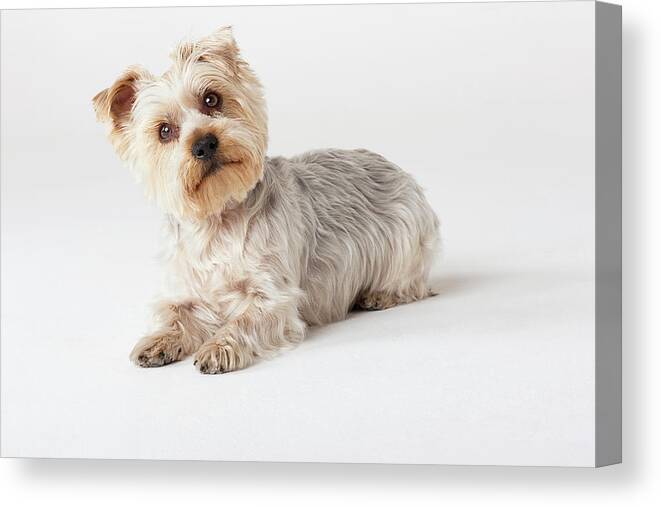 Pets Canvas Print featuring the photograph Portrait Of Yorkshire Terrier Looking by Compassionate Eye Foundation/david Leahy
