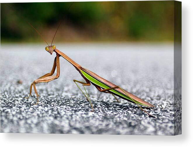 Insects Canvas Print featuring the photograph Posing for the Camera by Jennifer Robin