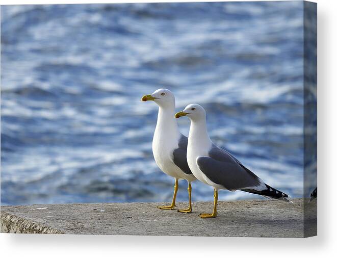 Sea Canvas Print featuring the photograph Posing seagulls by Ivan Slosar