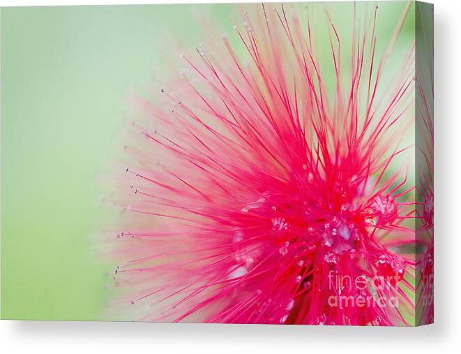 Photography Canvas Print featuring the photograph Powderpuff flower by Ivy Ho