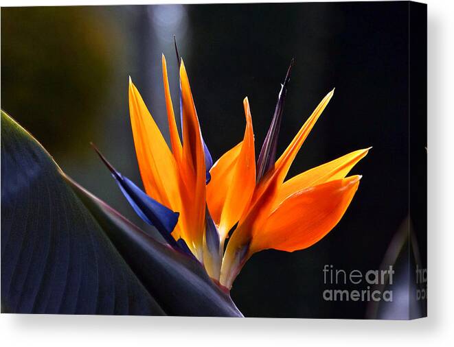 Bird-of-paradise Flower Canvas Print featuring the photograph Power Flower by Byron Varvarigos