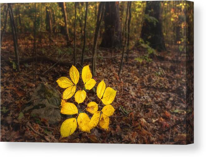 Owed To Nature Canvas Print featuring the photograph Power of Illumination by Sylvia J Zarco