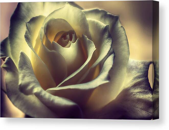 Floral Canvas Print featuring the photograph Prayer Candle Rose by Darlene Kwiatkowski