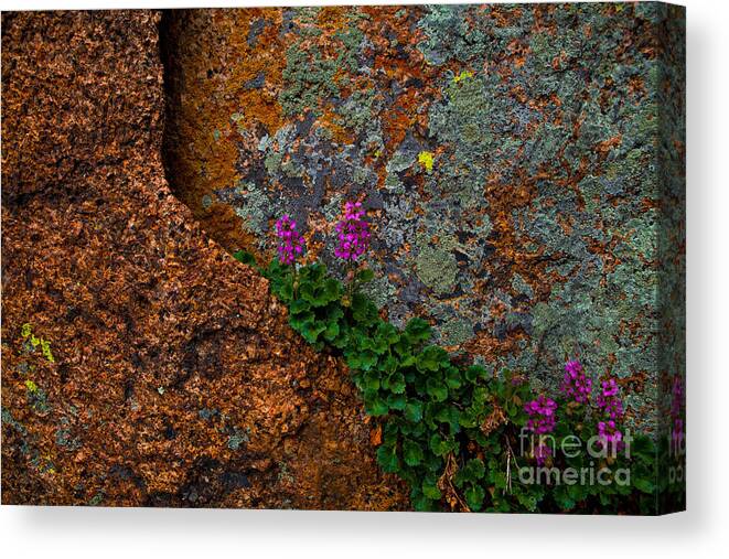 Purple Flowers Canvas Print featuring the photograph Precarious by Barbara Schultheis