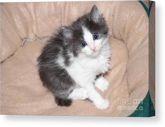 Kitten Canvas Print featuring the photograph Precious Kitten by Michelle Powell