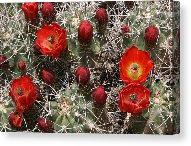 Cacti Canvas Print featuring the photograph Pretty and Dangerous by Kristin Hatt