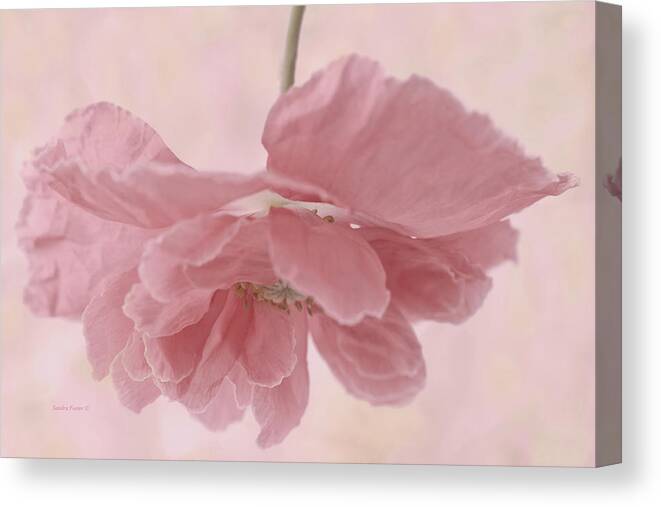 Poppy Canvas Print featuring the photograph Pretty Pink Poppy Macro by Sandra Foster
