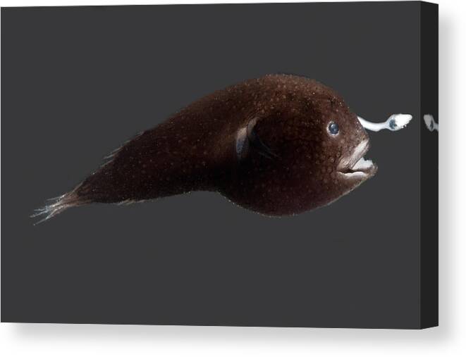 Prickly Dreamer Canvas Print featuring the photograph Prickly Dreamer Anglerfish by Dant Fenolio