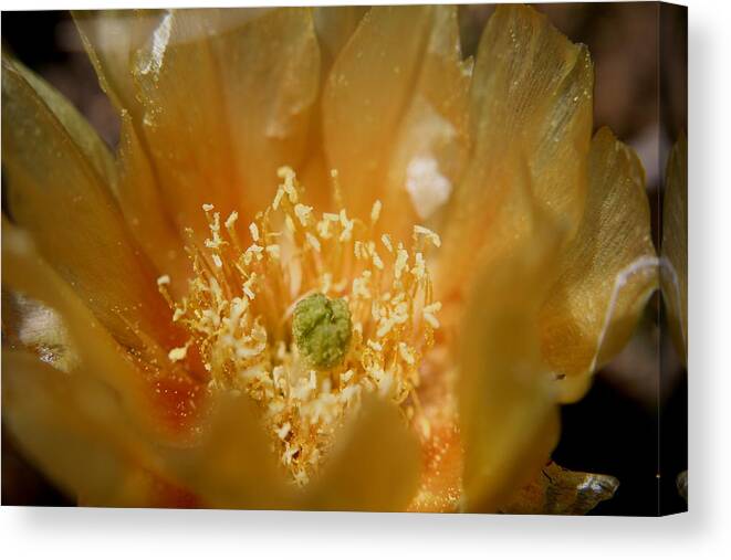Nature Canvas Print featuring the photograph Prickly Pear Blossom by Trent Mallett