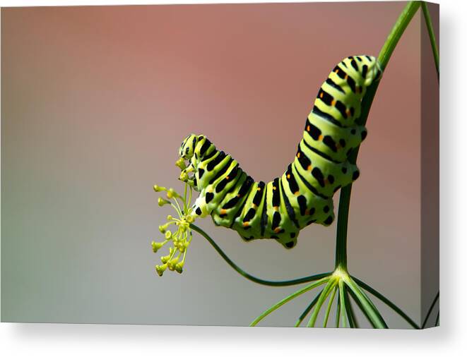 Common Yellow Swallowtail Canvas Print featuring the photograph Profile of a caterpillar of the Old World Swallowtail by Torbjorn Swenelius