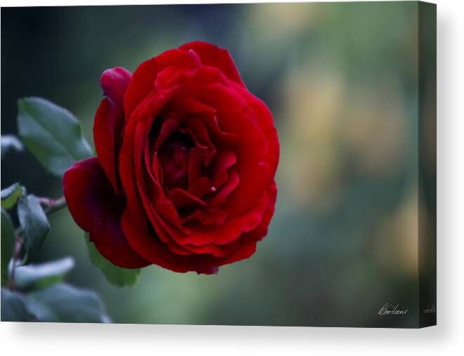 Red Canvas Print featuring the photograph Profile of a Red Rose by Diana Haronis