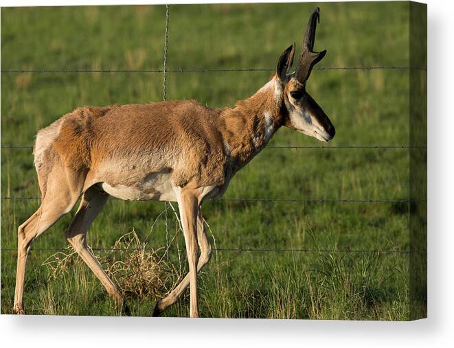 Pronghorn Canvas Print featuring the photograph Pronghorn Fenceline by John Daly