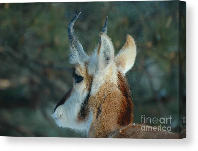 Pronghorn Canvas Print featuring the photograph Pronghorn Profile by Joan Wallner