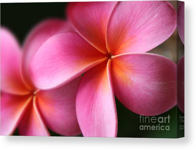 Pink Tropical Plumeria Canvas Print featuring the photograph Pua Lei Aloha Cherished Blossom Pink Tropical Plumeria Hina Ma Lai Lena O Hawaii by Sharon Mau