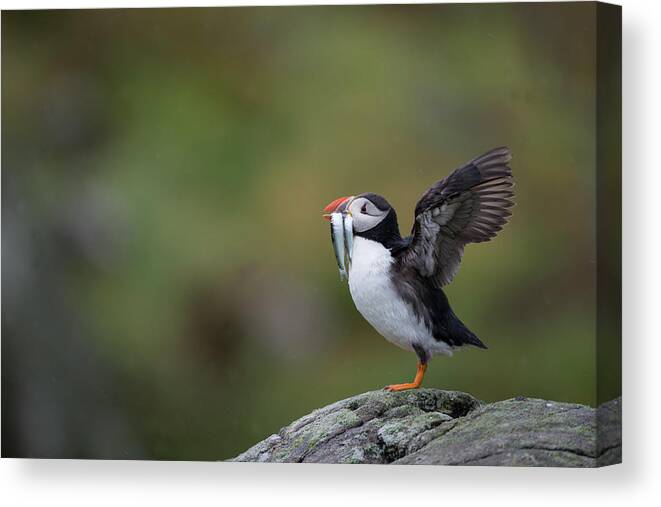 Care Canvas Print featuring the photograph Puffin Carrying Sandeels, Isle Of May Uk by Mike Powles