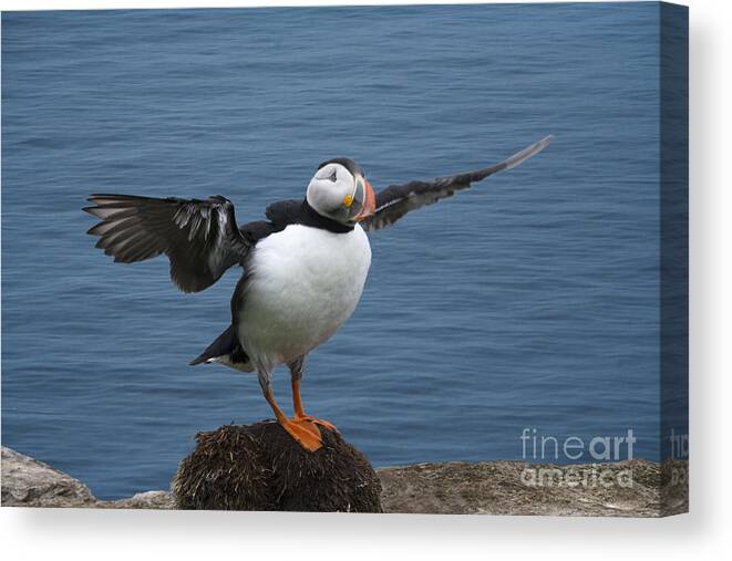 Puffin Canvas Print featuring the photograph Puffin ready to fly by Heiko Koehrer-Wagner