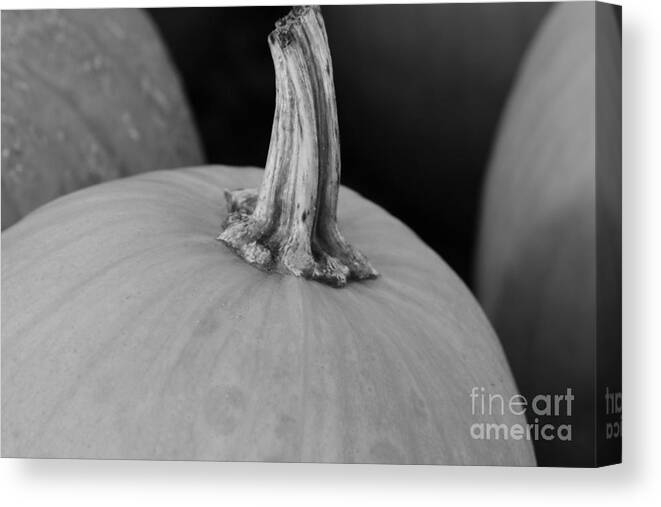 Barbara Bardzik Canvas Print featuring the photograph Pumpkin Beauty by Barbara Bardzik