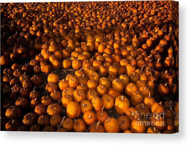 Agriculture Canvas Print featuring the photograph Pumpkins by Ron Sanford
