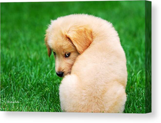 Golden Retriever Canvas Print featuring the photograph Puppy Love by Christina Rollo