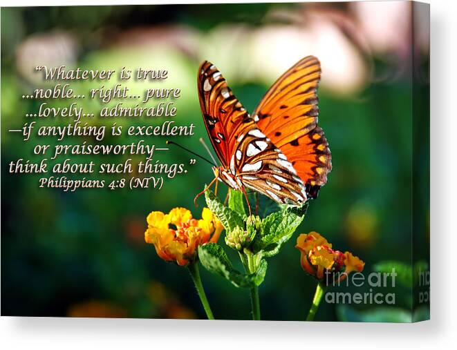 Butterfly Canvas Print featuring the photograph Pure and Lovely by Lincoln Rogers