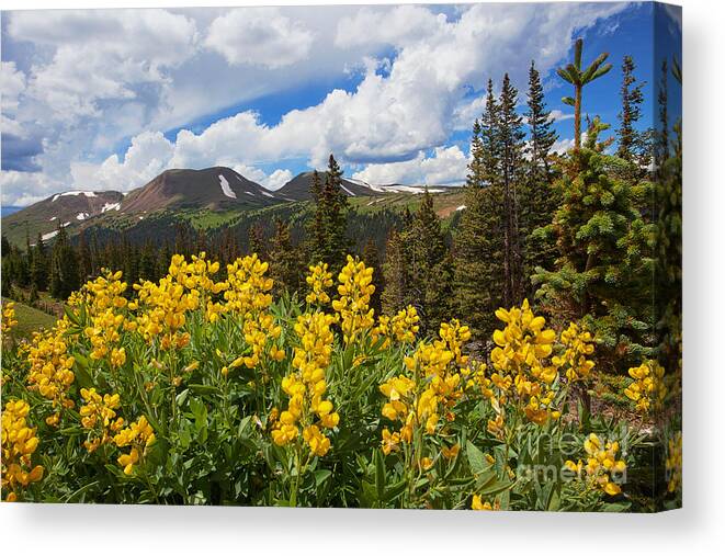Flowers Canvas Print featuring the photograph Pure Gold by Jim Garrison