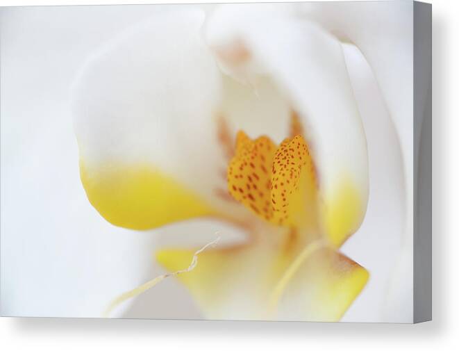 Flower Canvas Print featuring the photograph Pure White by Sebastian Musial
