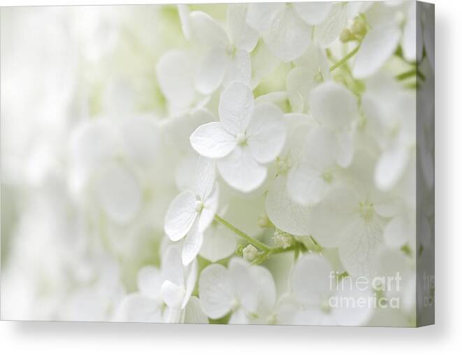 Hydrangea Canvas Print featuring the photograph Purity by Patty Colabuono