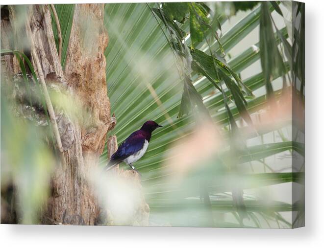 Purple Canvas Print featuring the photograph Purple birs in trees by Denise Cicchella