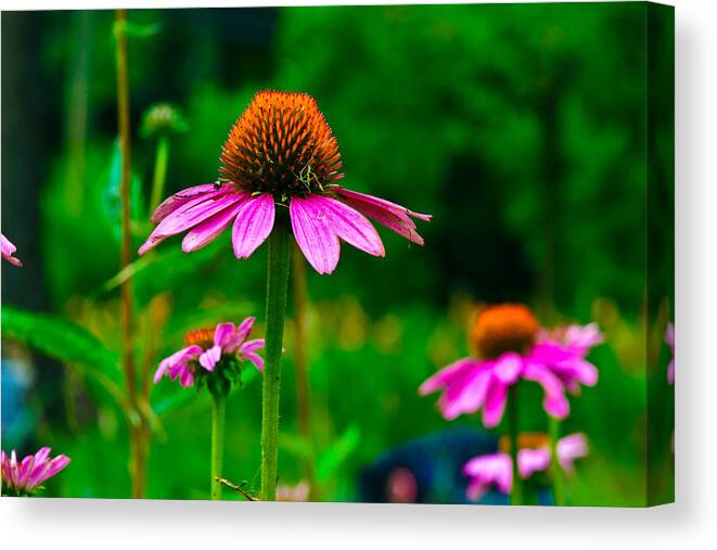 Flowers/plants Canvas Print featuring the photograph Purple Coneflower by Louis Dallara