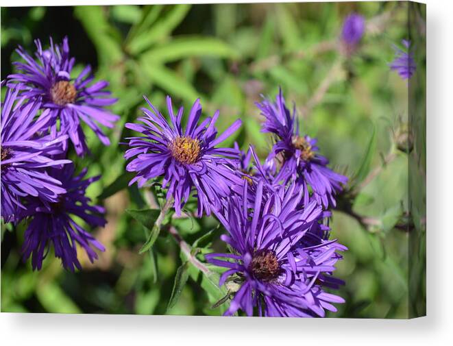 Chesterfield Canvas Print featuring the photograph Purple New England Asters #1 by Curtis Krusie