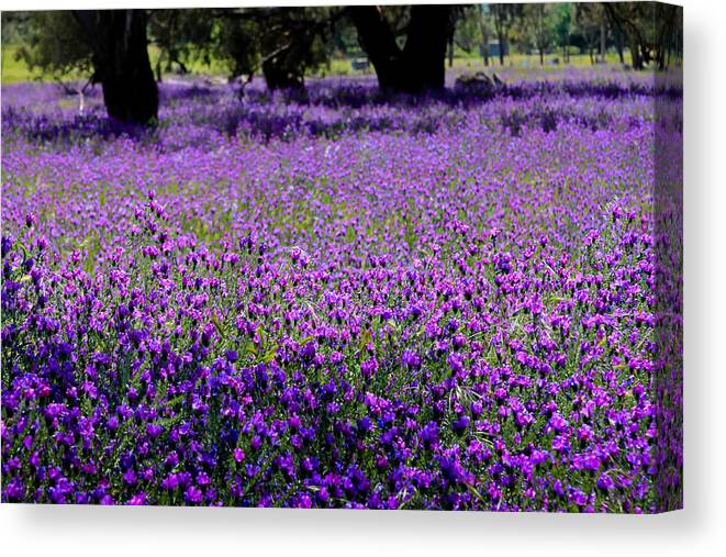 Purple Canvas Print featuring the photograph Purple fields by Jenny Setchell