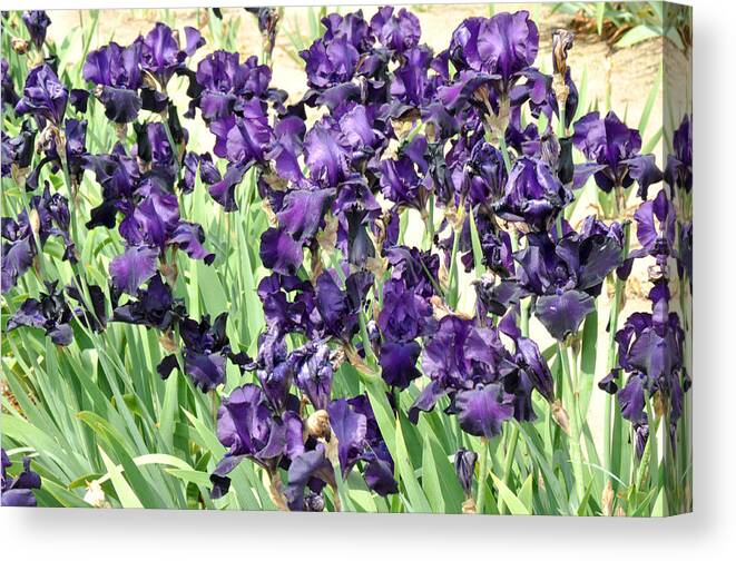 Purple Flower Photography Canvas Print featuring the photograph Purple Iris by Diane Lent