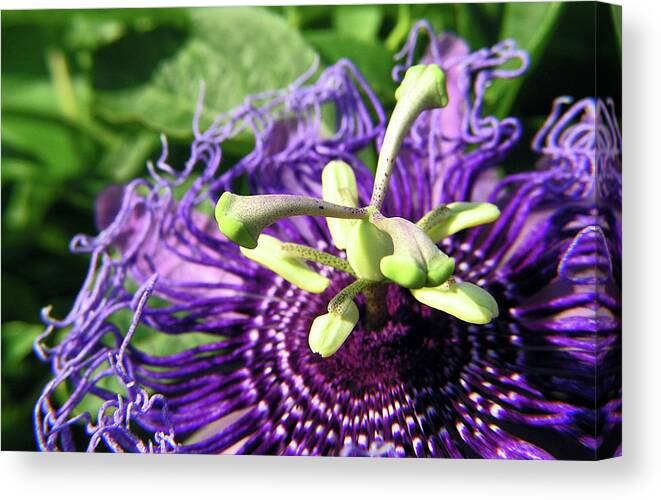 Flower Canvas Print featuring the photograph Purple Passion Flower by Adam Johnson