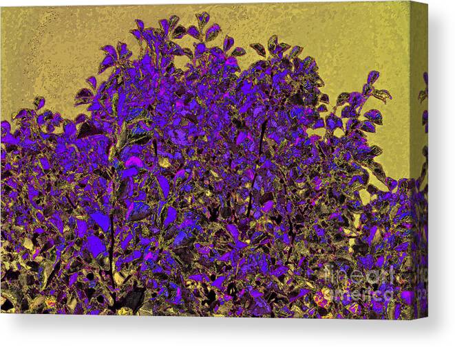 First Star Art Canvas Print featuring the photograph Purple Pear by First Star Art
