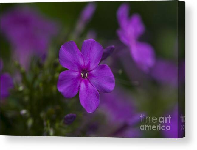 Wildflowers Canvas Print featuring the photograph Purple Portal by Dan Hefle
