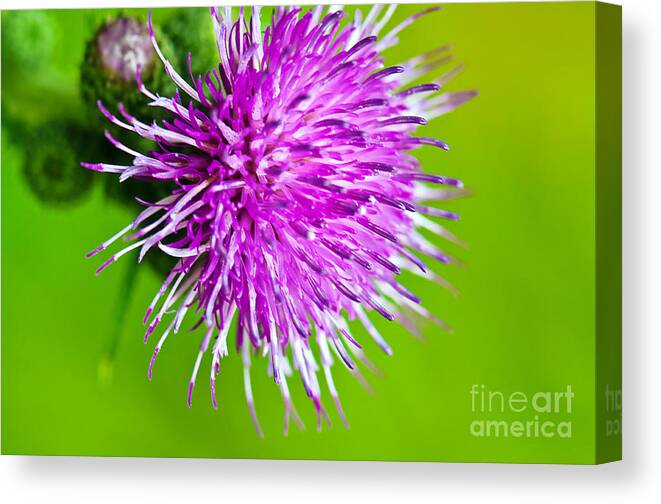 Wildflowers Canvas Print featuring the photograph Purple Thistle by Gwen Gibson