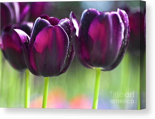 Tulip Canvas Print featuring the photograph Purple tulips by Heiko Koehrer-Wagner