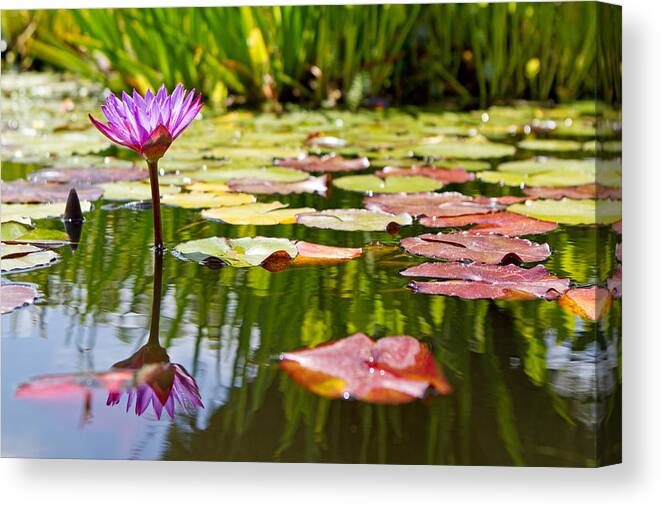 Beautiful Canvas Print featuring the photograph Purple Water Lily Flower in Lily Pond by Good Focused