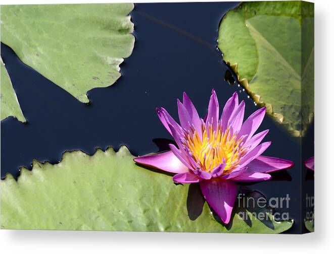 Purple Waterlily Canvas Print featuring the photograph Purple Waterlilly by Crystal Wightman