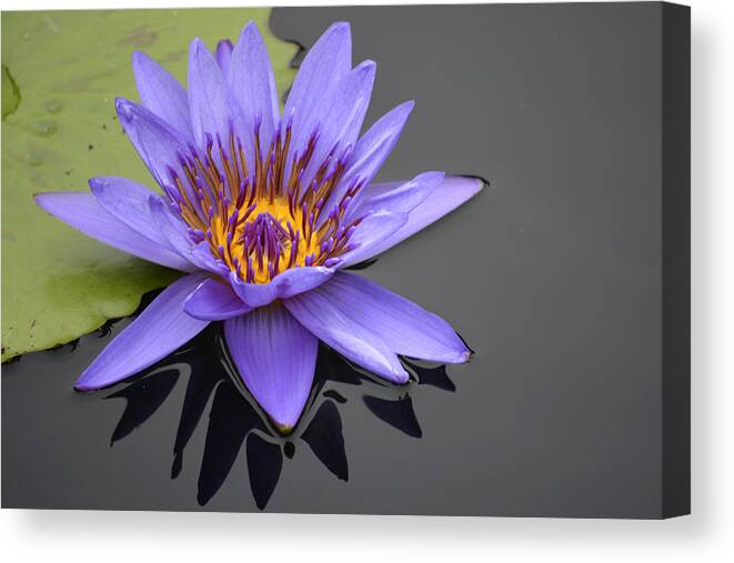 Chicago Botanic Gardens Canvas Print featuring the photograph Purple Waterlily by Forest Floor Photography