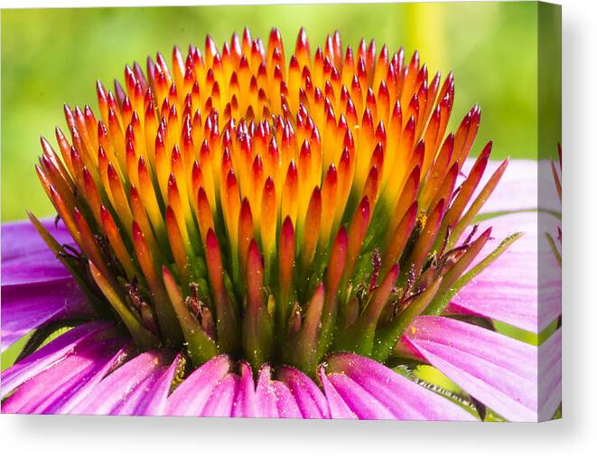 Pollen Canvas Print featuring the photograph Purple Cone Flower - Echinecea by Steven Ralser