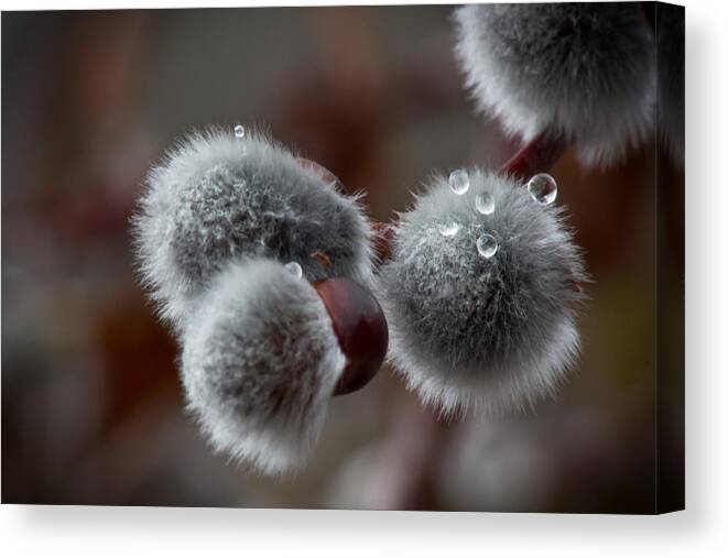 Pussy Willow Canvas Print featuring the photograph Pussy willow by Joel Loftus