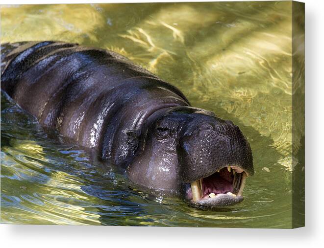 Animal Canvas Print featuring the photograph Pygmy Hippopotamus by Mark Newman