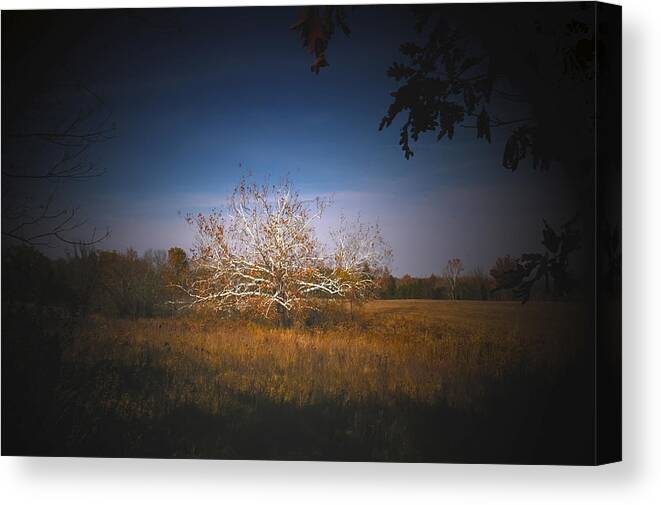 Sycamore Tree Canvas Print featuring the photograph Quarter Sawn Wood of Sycamore by Randall Branham