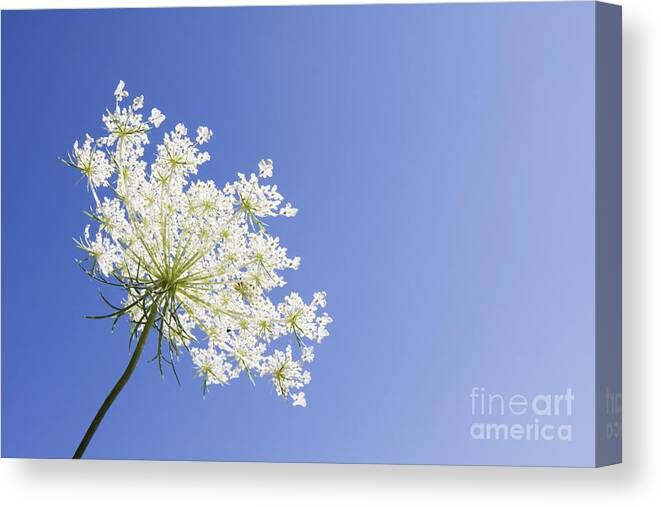 Queen Anne's Lace Canvas Print featuring the photograph Queen Anne's Lace by Patty Colabuono