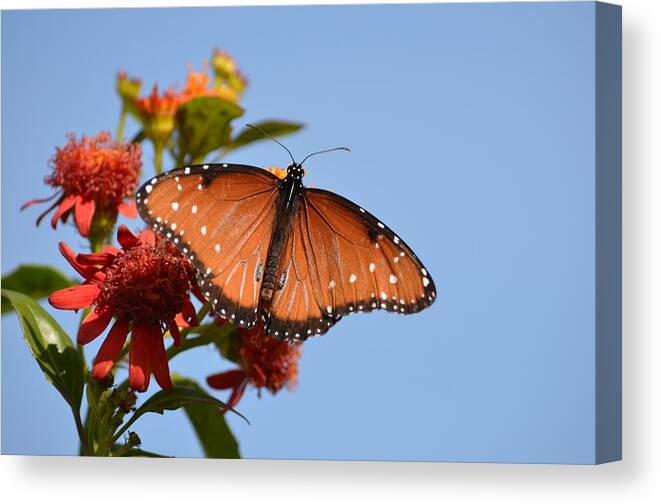 Queen Butterfly Canvas Print featuring the photograph Queen Butterfly by Debra Martz