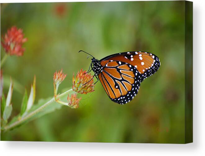 :penny Lisowski Canvas Print featuring the photograph Quick Pose by Penny Lisowski