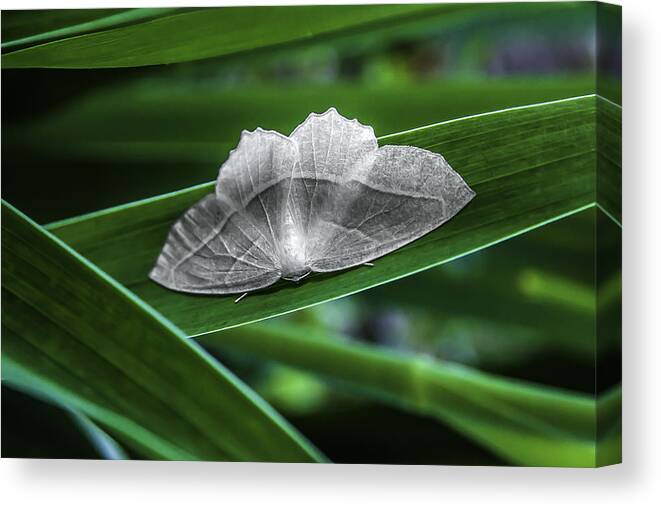 Moth Canvas Print featuring the photograph Quiet Calm by Rick Bartrand
