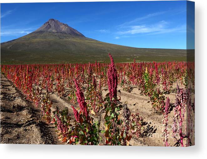 Quinoa Canvas Print featuring the photograph Quinoa Field Chile by James Brunker