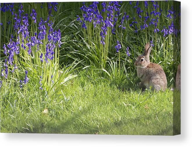 Rabbit Canvas Print featuring the photograph Rabbit Amongst Flowers by Craig Walker